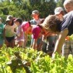 Post - Childrens Teaching Garden  - Picking Produce
